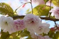 Japanese cherry Prunus serrulata Fugenzo pending double white flowers